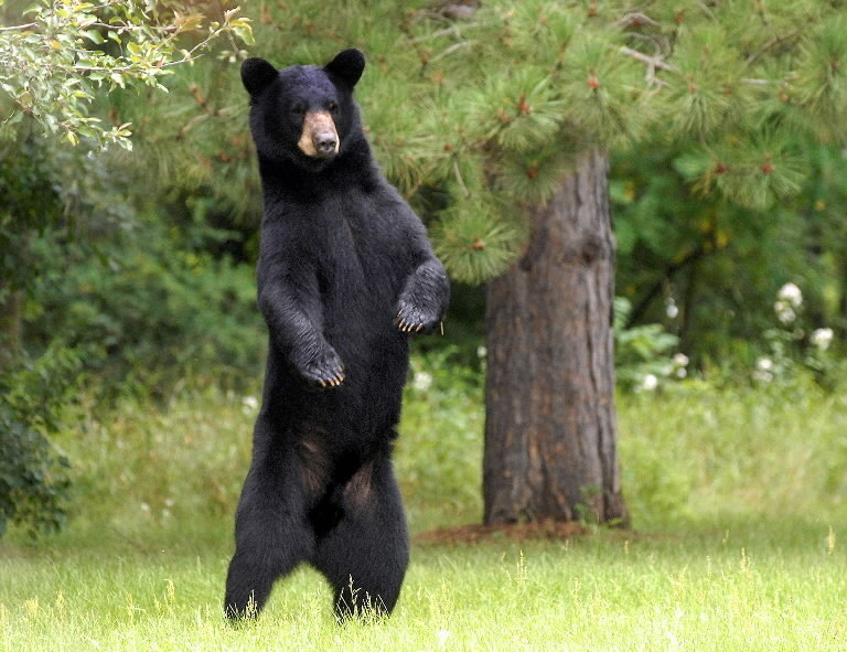 Walmart dancing with the bear